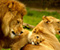 Royal Family Lioness
