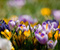 Dzeltenā un Purple Pavasara ziedi