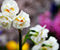 Квітки білі Розмитий фон