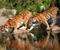 Reflected Tigers