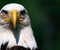 Bald Eagle Balta vadovas paukštis Prew