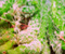 Növények Kaktusz