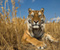 Tiger ussurijský Rusko Veľké mačky