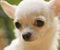 Sevimli Chihuahua Meksika Köpek