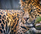 Leopard Hidupan Liar Big Cat