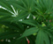 Narkotikai marihuanos augalai