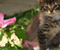 Pretty Kitty Dan Taman Bunga