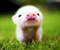 Slatka beba svinja gleda na vas