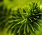 Зелений Природа Рослини Макро тип-топ