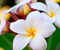 Dopadljiv havajski Cvijeće