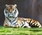 Tiger Grass Majestic