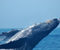 Big Veľryby Salute