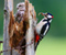 Owl Dan Woodpecker Merah Kuning Eye Bird