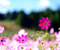 Pink Spring Flowers On Field