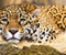 Jaguar The Big Cat pri pohľade na vás