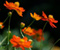 Orange Cosmos Gėlės