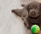 Labrador Puppy And Ball