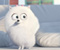 Animované Cute Biely pes