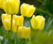 Makro nuotraukos geltonų tulpių