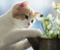 Cat Controls Flowers