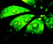 Kiša Kapi zelene biljke