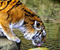 Sulama Predator Tiger Vahşi Kedi