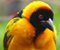 Indah Weaver Burung