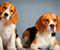 Beagles dễ thương Nhìn At You