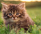 Солодкий Кітті на траві