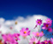 ابرها گل کیهان
