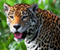 Jaguar The Cats