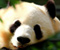 Sevimli Panda Hrdave Matu