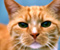 Ingwer-Katze mit grünen Augen