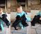 Laughing Baby Playing With Pug Puppies