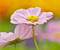 Pink Cosmos virágok természet