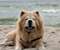 Laimingas šuo at beach