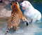 Tiger White Stripes Big Cat