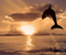 Awan Sunset And Dolphin