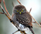 Nahnevaný Owl Bird