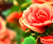Krása Romantic Flowers Rose