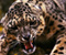 Nahnevaný Jaguar Big Cat