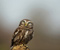 Natyra Shiko Owl Bird