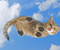 Leteći Pussy Cat