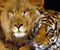 Panthera Leo Keluarga
