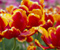 Тюльпани Квіти Помаранчевий Природа