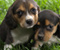 2 Cute Puppies Beagle