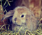 Sevimli Paskalya Tavşan