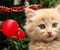 Jingle Bells maca Mačka