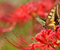 Butterfly On bunga merah