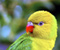 Renkli Tatlı Kuşlar